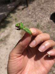 Chrysina occidentalis