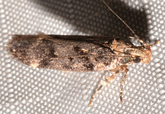 Chionodes formosella