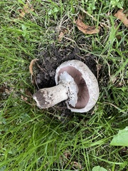 Agaricus bitorquis