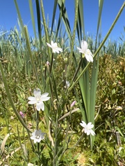 Epilobium strictum