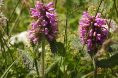 Betonica hirsuta