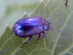 Chrysolinina