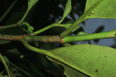 Clusia lineata