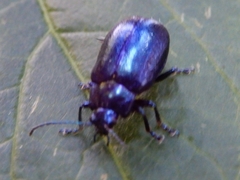 Chrysolinina
