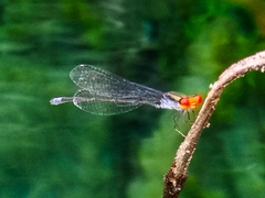 Pseudagrion sjoestedti