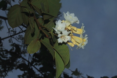 Lundia corymbifera