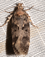 Chionodes obscurusella