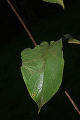 Lundia corymbifera