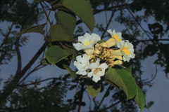 Lundia corymbifera