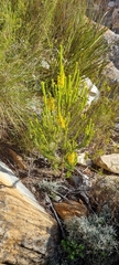Erica parilis