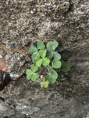 Oxalis corniculata