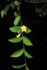 Mandevilla scabra