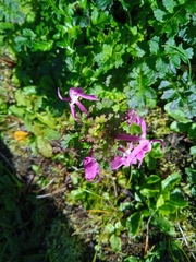 Pedicularis punctata