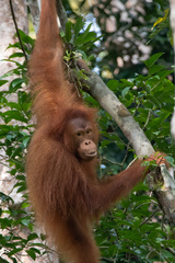 Pongo pygmaeus pygmaeus