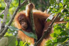 Pongo pygmaeus pygmaeus