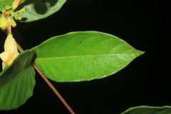 Mandevilla scabra