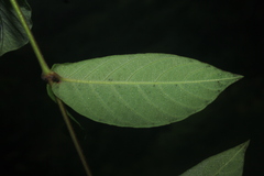 Mandevilla scabra