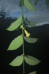 Mandevilla scabra