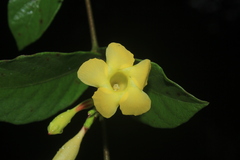 Mandevilla scabra