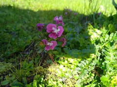 Pedicularis punctata