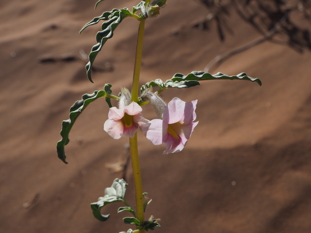 Namib Sesame