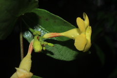 Mandevilla scabra
