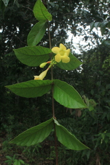 Mandevilla scabra