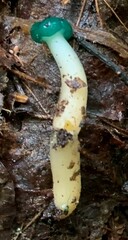 Leotia lubrica image