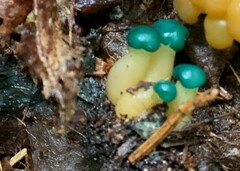 Leotia lubrica image