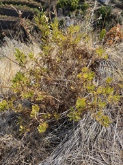 Lavandula canariensis