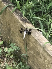 Plathemis lydia
