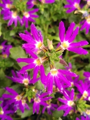 Scaevola nitida