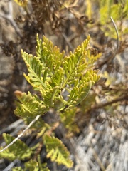 Lavandula canariensis