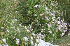 Dianthus hyssopifolius
