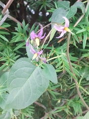 Solanum dulcamara