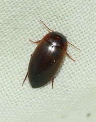 Liopterus haemorrhoidalis