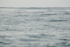 Hydrobates tethys