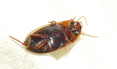 Liopterus haemorrhoidalis