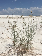 Porophyllum scoparium