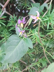 Solanum dulcamara