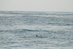 Hydrobates tethys