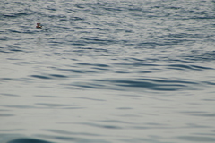 Hydrobates tethys