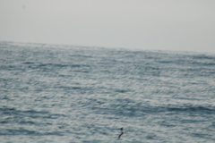 Hydrobates tethys