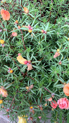 Portulaca grandiflora