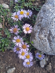 Aster molliusculus