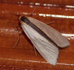 Agylla separata