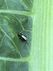 Phyllotreta armoraciae