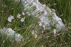 Dianthus hyssopifolius