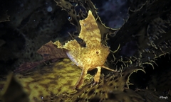 Cristiceps aurantiacus