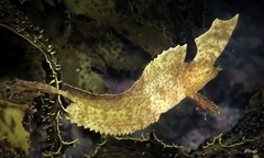 Cristiceps aurantiacus